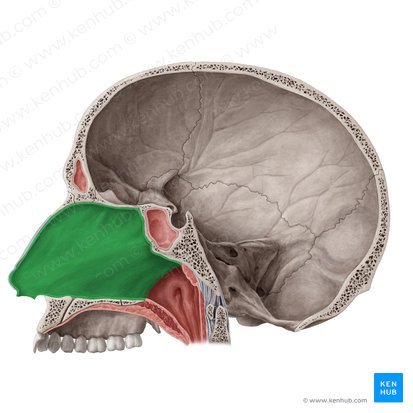 Nariz y fosas nasales: Anatomía, partes, irrigación | Kenhub