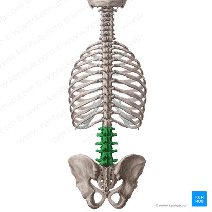 Vértebras lumbares: anatomía y aspectos clínicos | Kenhub