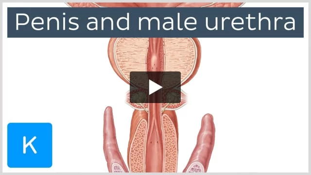 Penis (Male Anatomy): Diagram, Function, Diseases, and More