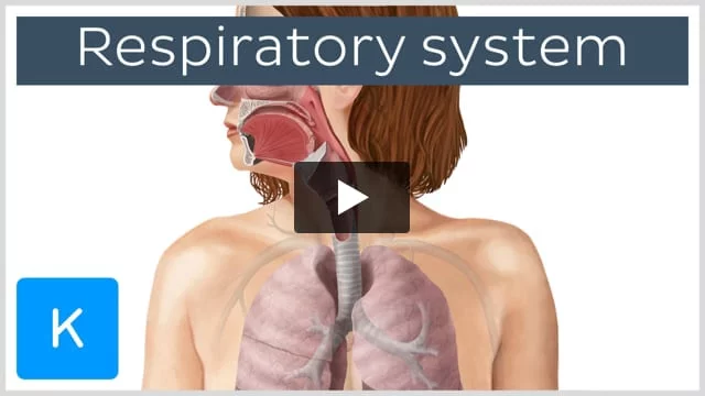 Anatomy of breathing: Process and muscles of respiration