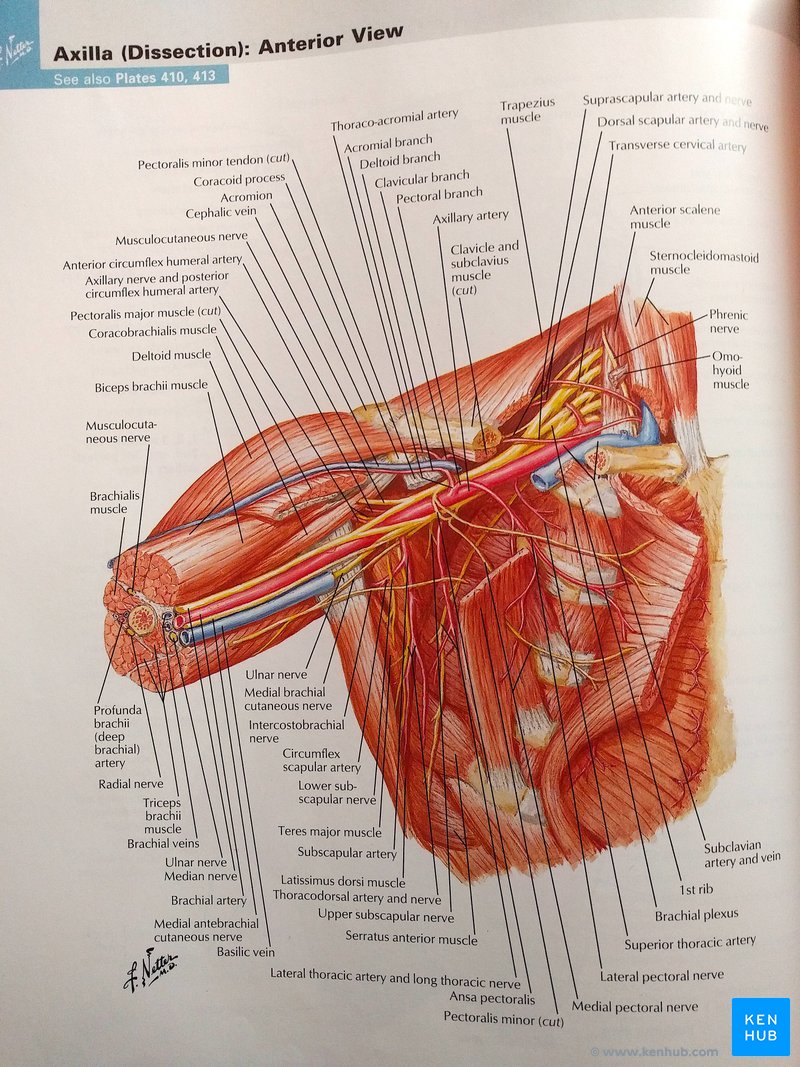 Netter Atlas of Human Anatomy - Labels