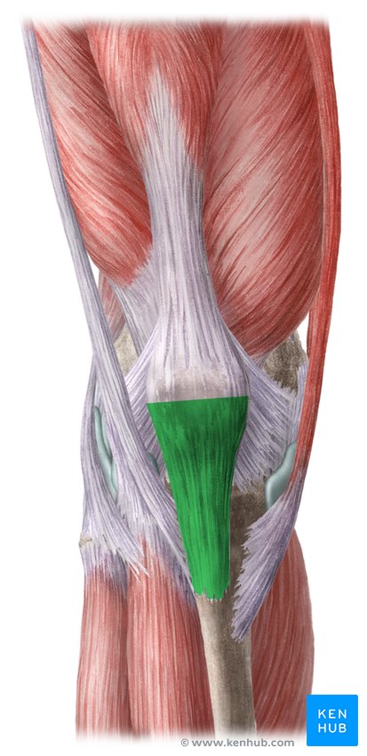 Patellar tendon: Anatomy, origin, insertion, function