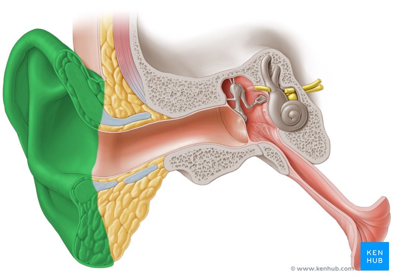 Outer Ear Anatomy Blood Supply Innervation Kenhub