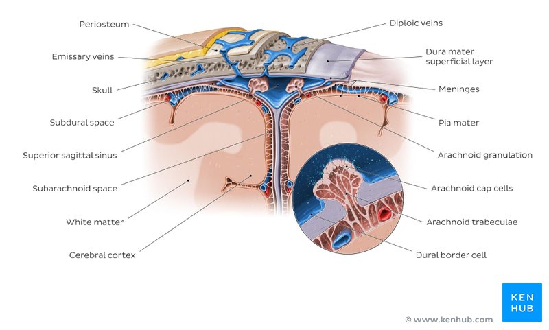 Diploic veins - Wikipedia