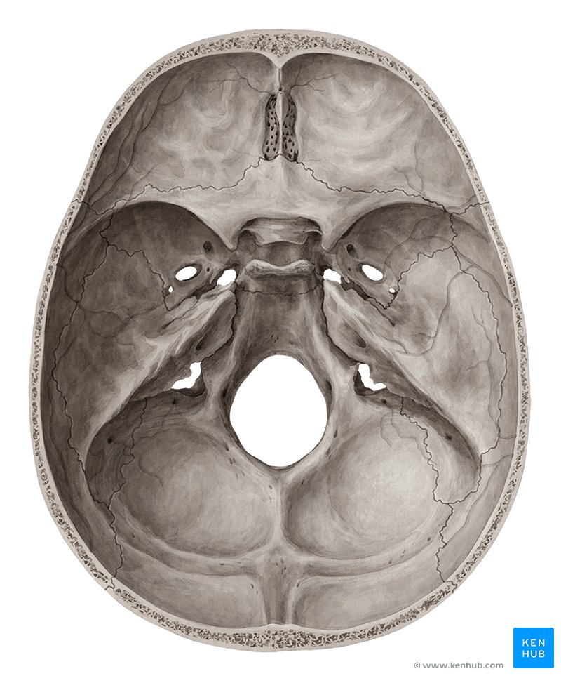 Skull Foramina Fissures And Contents Kenhub