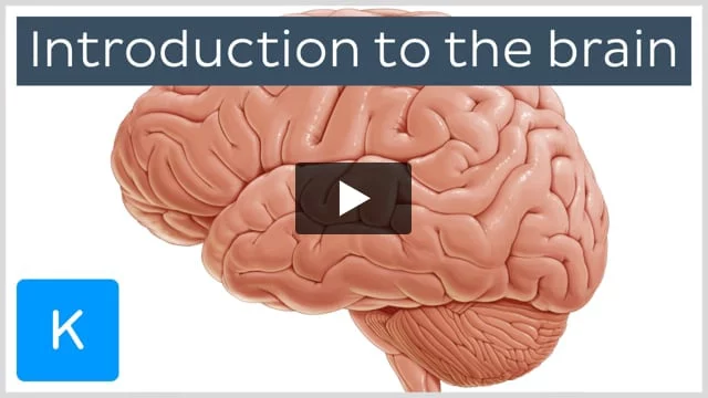 Which part of the brain is responsible for controlling body