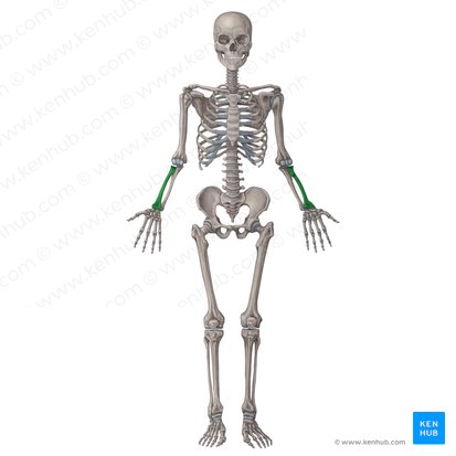 Huesos: anatomía, función, tipos y correlaciones clínicas | Kenhub