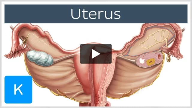Uterus - Wikipedia