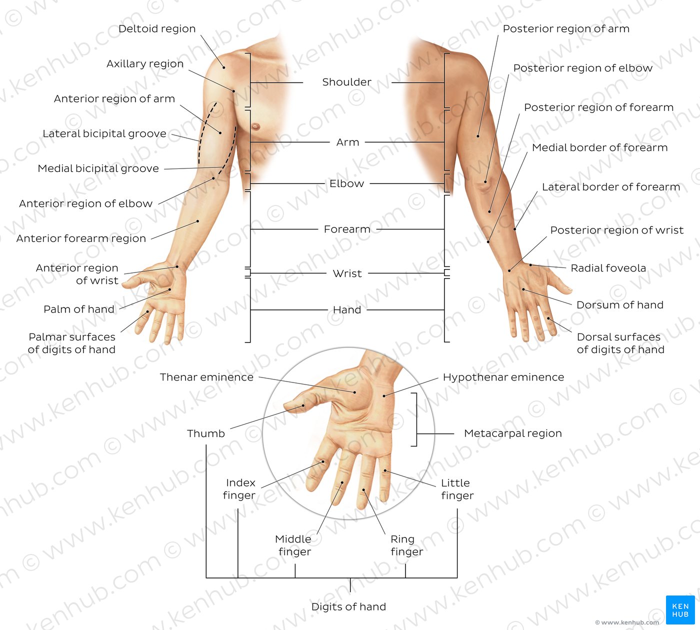 Regions of the upper limb: Anatomy