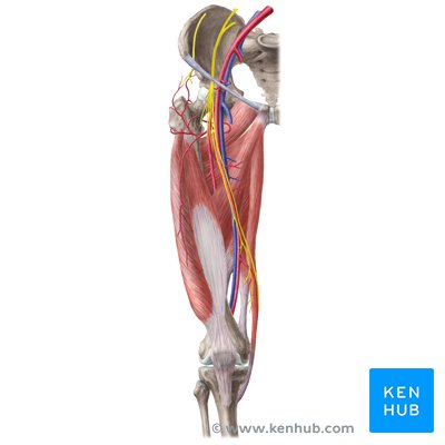 Lower limb arteries and nerves: Anatomy, branches