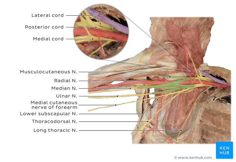 Upper limb: Arteries, veins and nerves