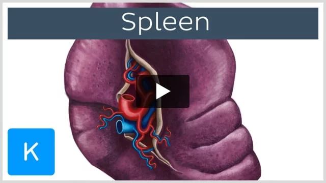 spleen histology