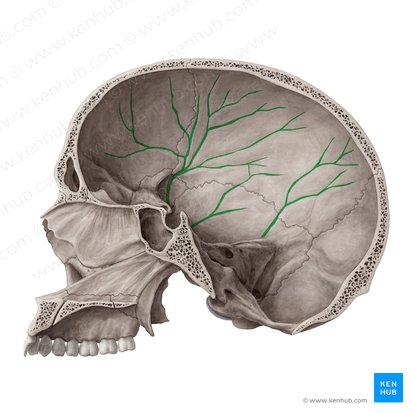 Middle meningeal artery: Anatomy, branches, supply | Kenhub