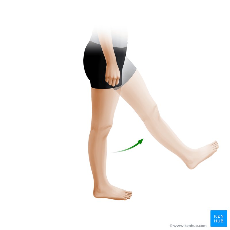Facilitation of ankle dorsiflexion via lower leg internal …