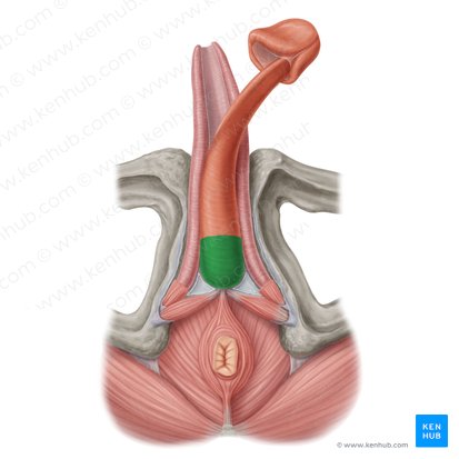 Penis: Anatomy, function, erection, ejaculation | Kenhub