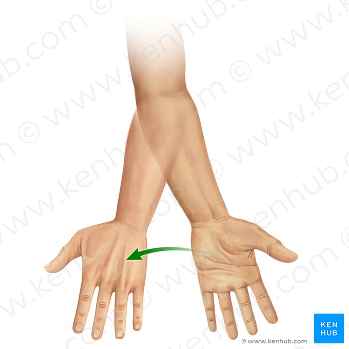 Antebraço e cotovelo - Anatomia, músculos, ossos | Kenhub
