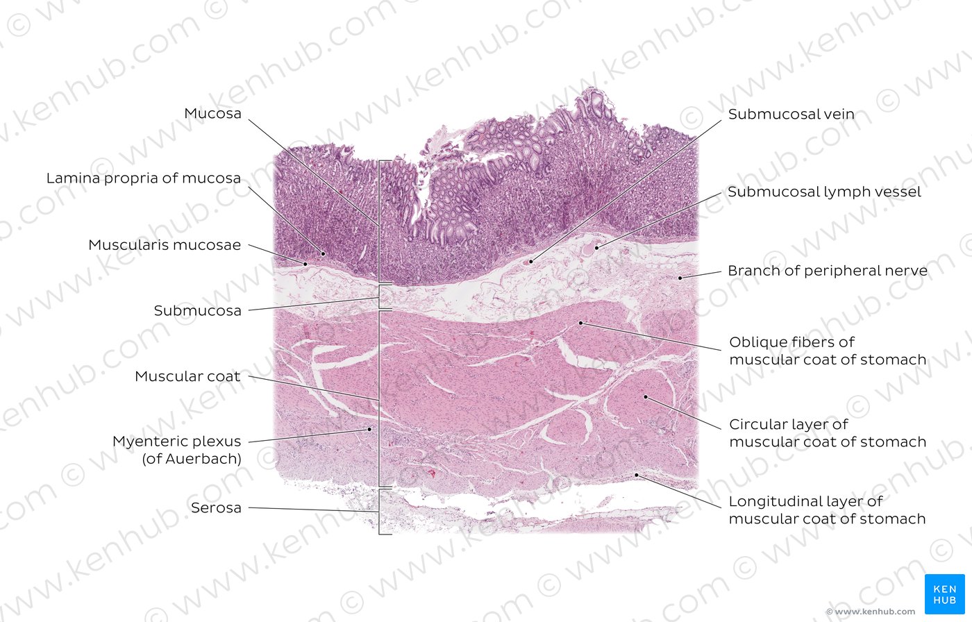 Upper digestive tract: Histology and clinical aspects | Kenhub