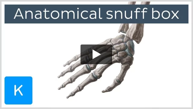 The Anatomical Snuffbox - Borders - Contents - TeachMeAnatomy