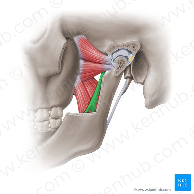 Anatomia da mandíbula em detalhes - Codental Blog