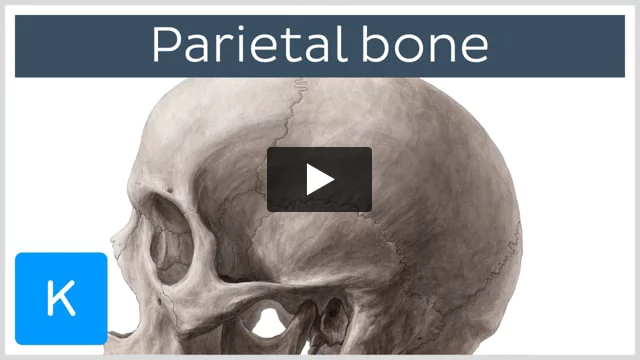 Parietal bone: Anatomy, borders and surfaces