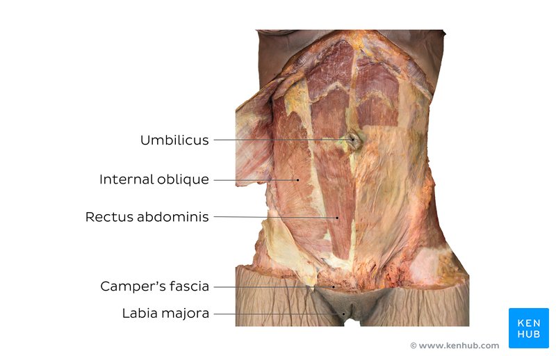 Anterior abdominal muscles: Anatomy and functions