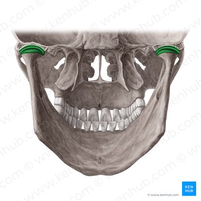 Mandíbula e Articulação Temporomandibular