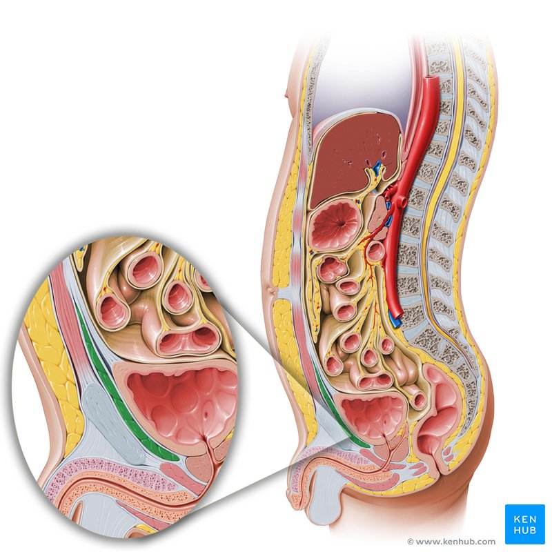 Pelvic cavity: Anatomical spaces