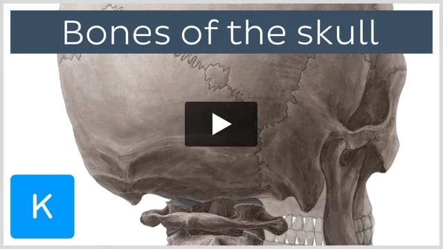 The Skull  Anatomy and Physiology I