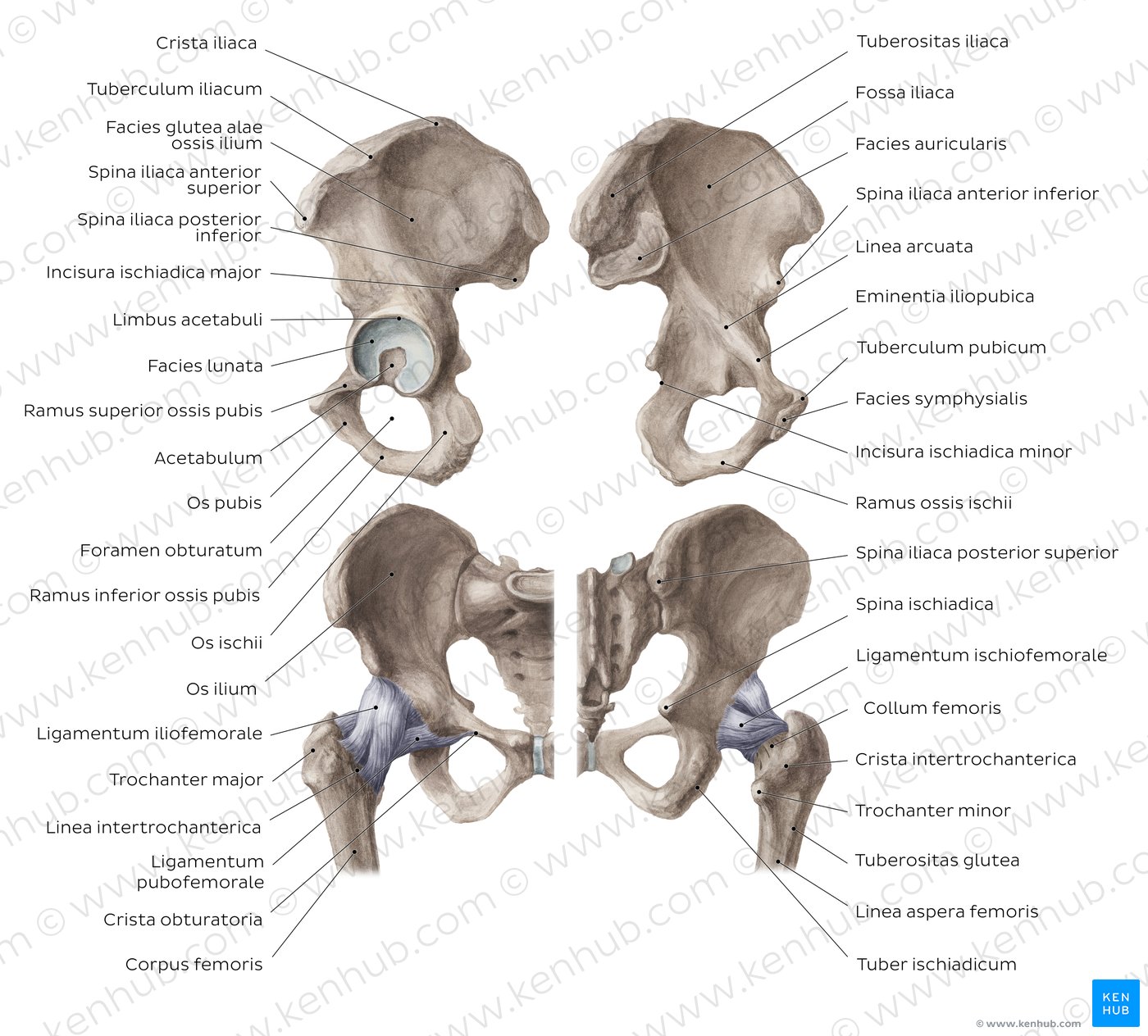 Anatomie Hüfte und Oberschenkel - Knochen und Muskeln | Kenhub
