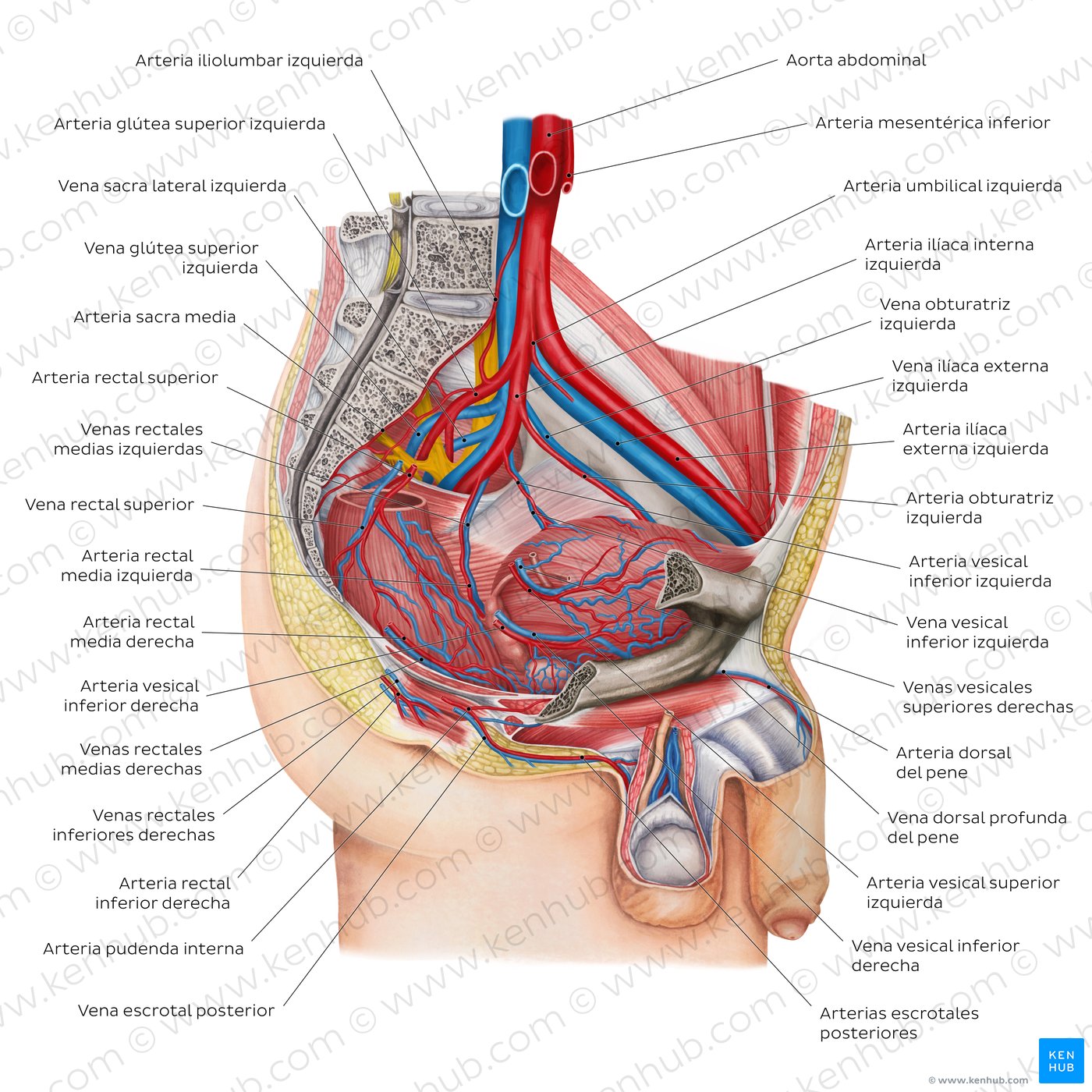 Pelvis y periné: Anatomía, órganos, vasos, nervios