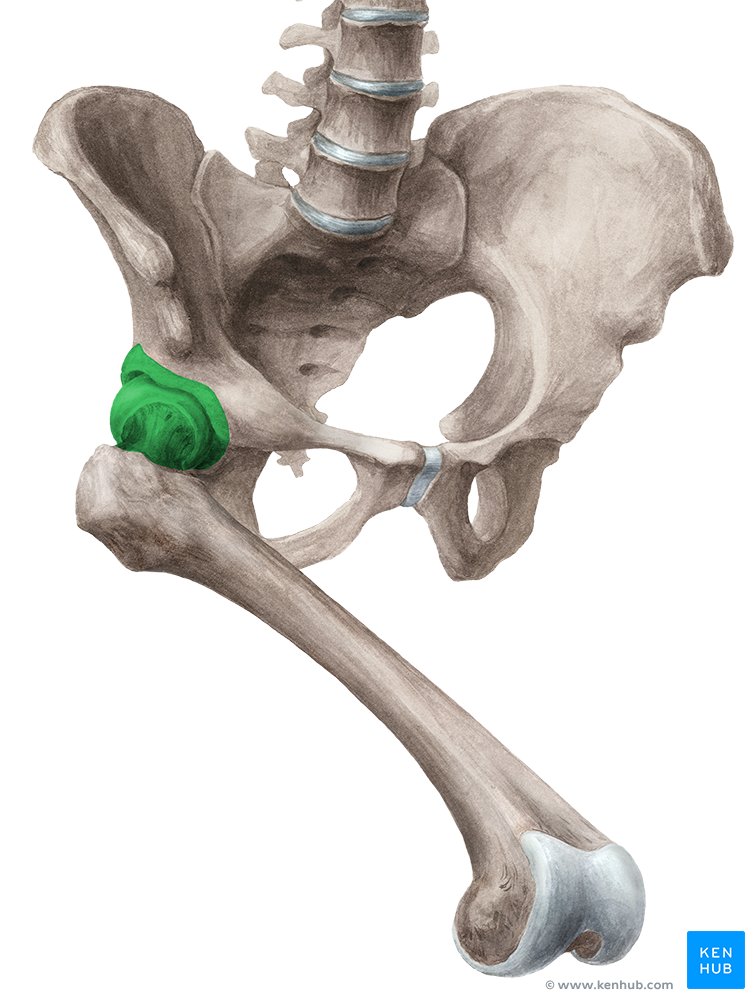 Hip joint: Bones, movements, muscles