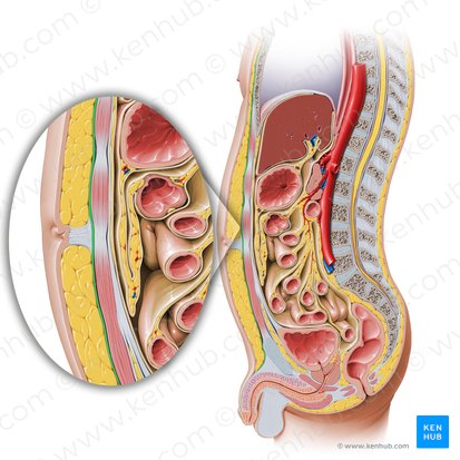 Abdominal wall: Layers, muscles and fascia