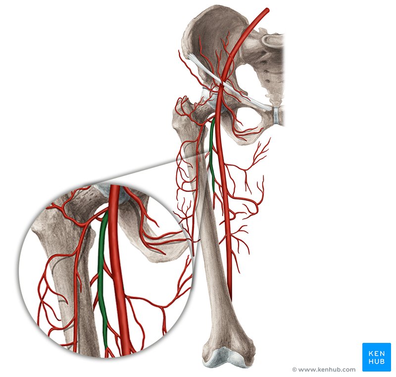 Deep femoral artery: Anatomy, branches, supply | Kenhub
