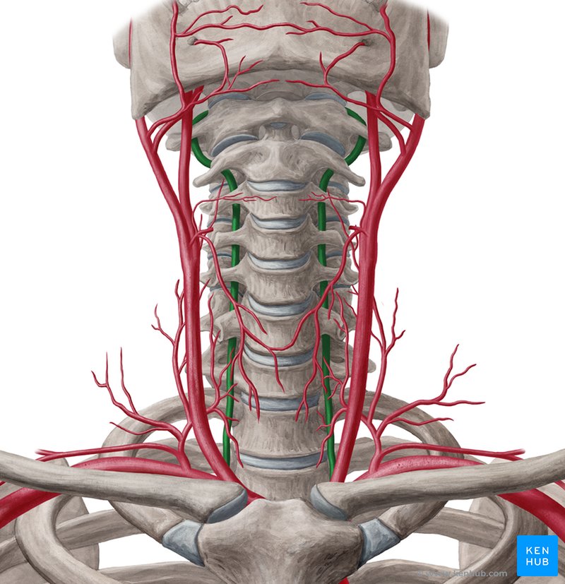 Arteria vertebralis - Anatomie, Verlauf, Funktion u. Äste | Kenhub