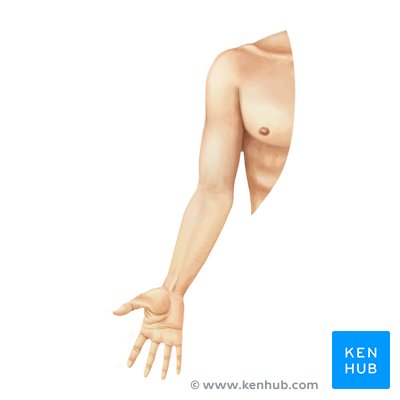 Upper limb anatomy: Bones, muscles and nerves