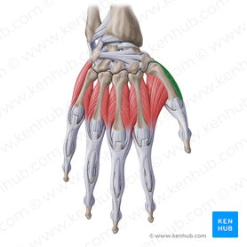 Músculo abdutor curto do polegar: origem, inserção e ação | Kenhub