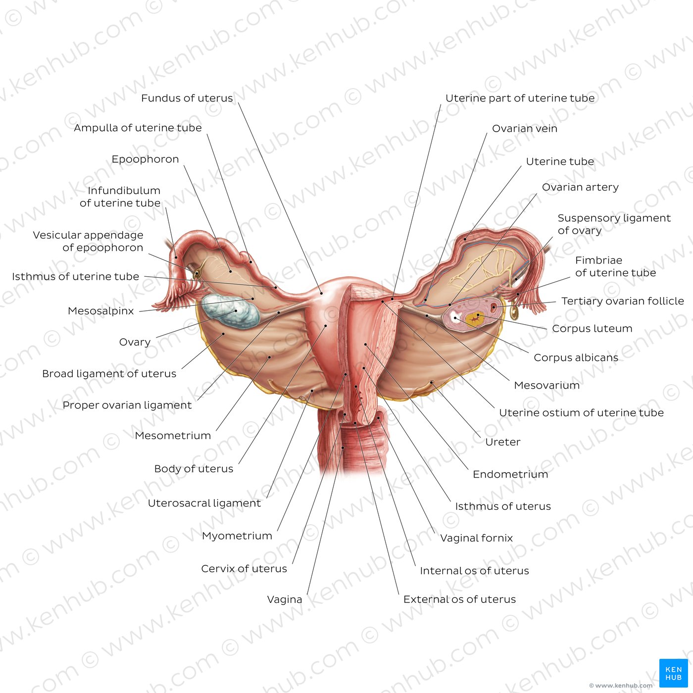 Uterus: Anatomy, blood supply, histology, functions | Kenhub