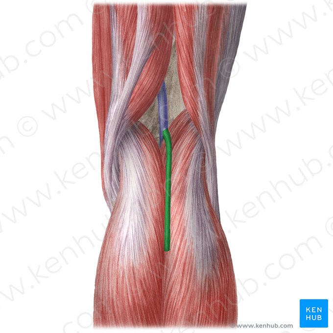 Vascular Anatomy of the Lower Limb - ÉRSEBÉSZET
