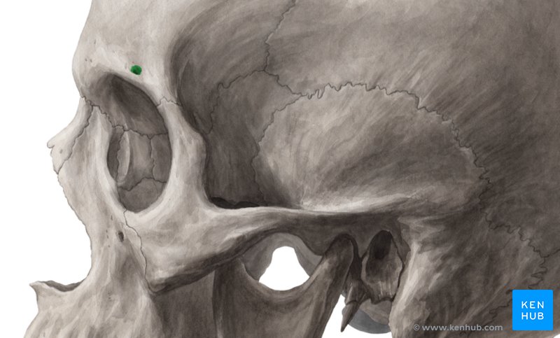 Vista lateral do crânio do quati, detalhe do maxilar (mx