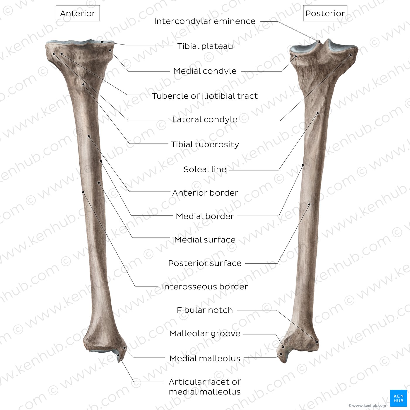 Surface Anatomy of the Lower Extremity - Prohealthsys