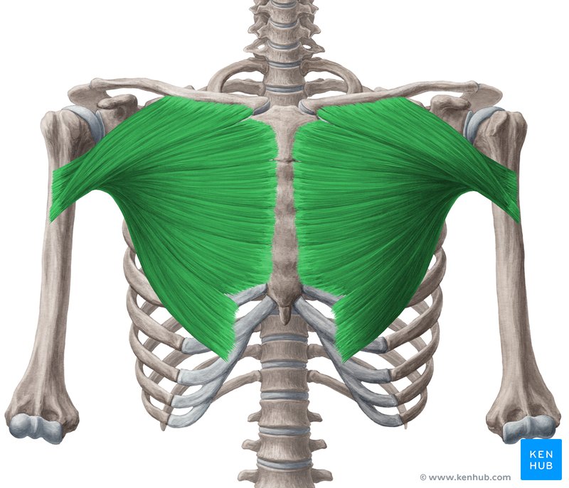 Musculus Pectoralis Major Muscle Anatomy Shoulder Muscle Anatomy My