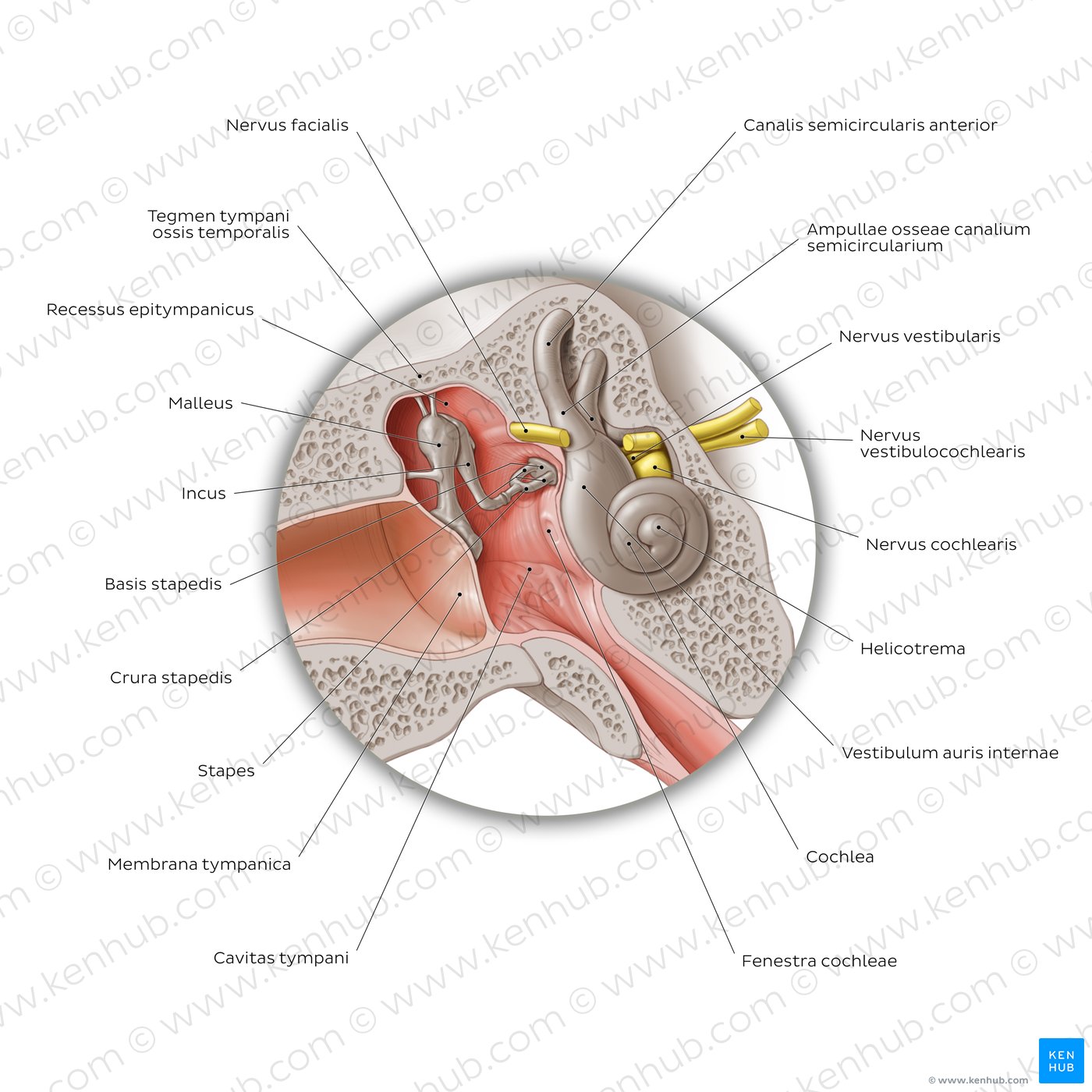 Hammer (Malleus) - Anatomie und Klinik | Kenhub