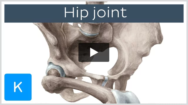 Ligaments, tendons, and muscles of the hip joint