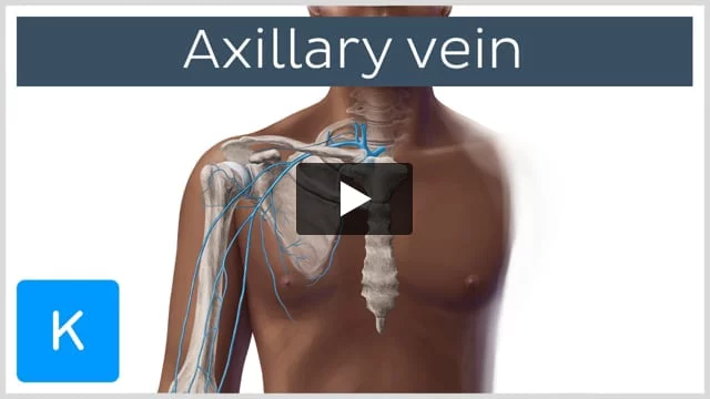 subclavian vein axillary vein