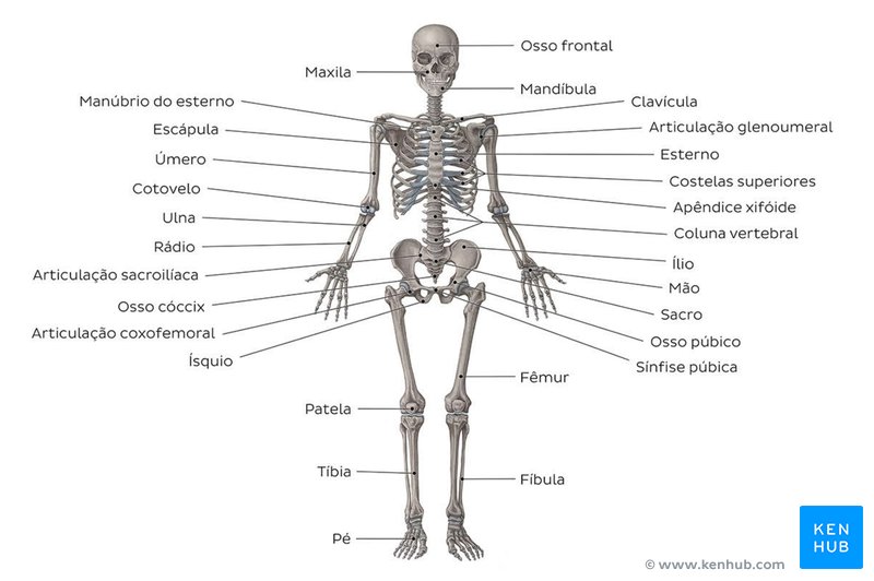 Osso do Quadril - Anatomia Quiz