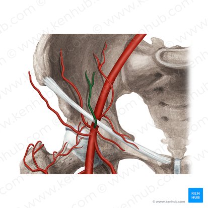 Blood vessels of abdomen and pelvis : Anatomy overview | Kenhub