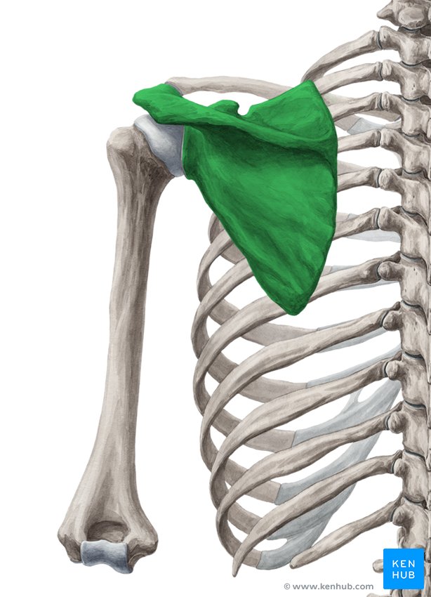 Scapula: Anatomy and clinical notes