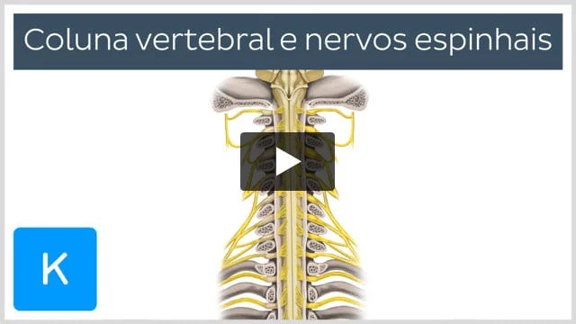 Anatomia da Coluna Vertebral: O que você precisa saber - Clínica