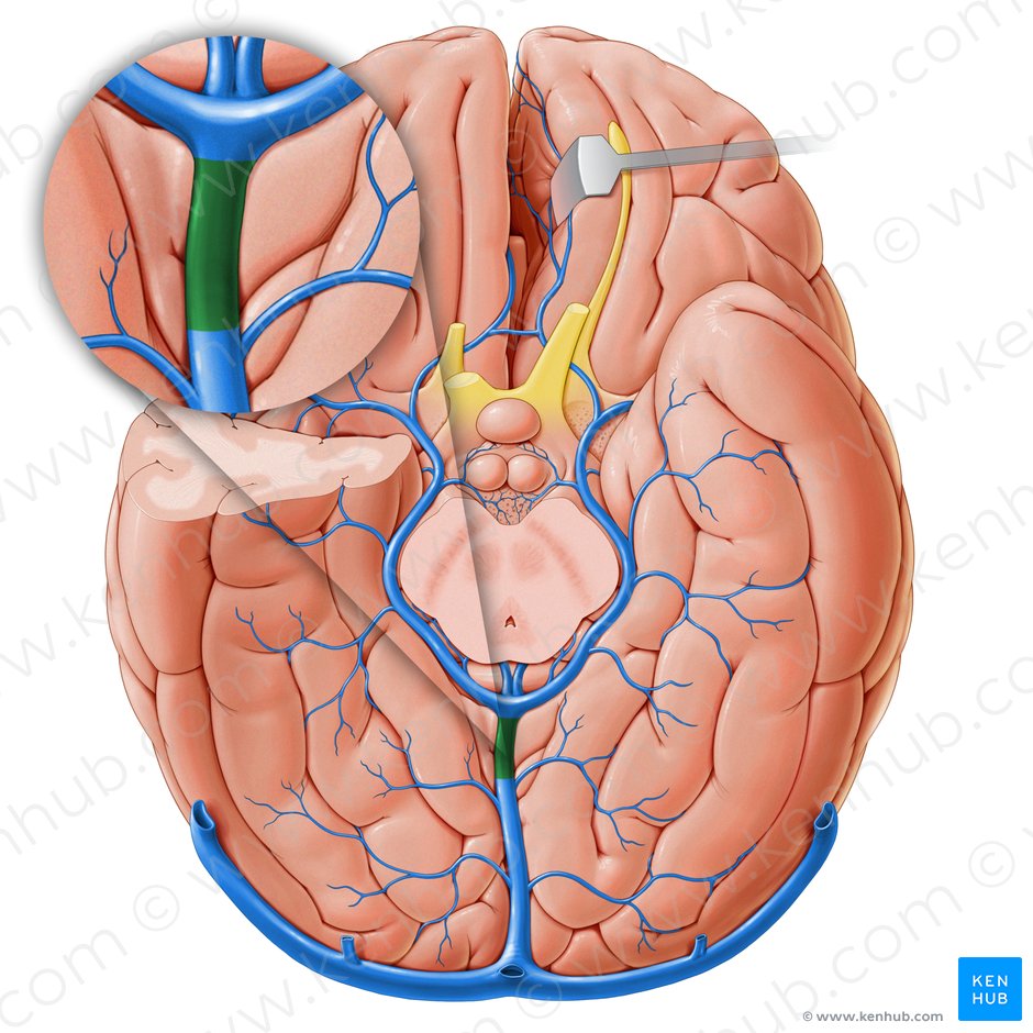 Veins of the brain: Anatomy and clinical notes | Kenhub