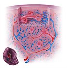 Microcirculation de la rate